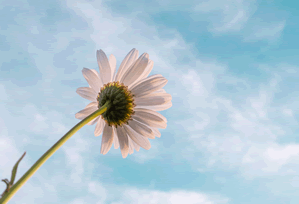 影视平台收录提升怎么选 更合理的指南方案，影视收发